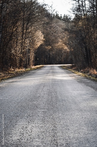 Landscape photo of a country road in the forest