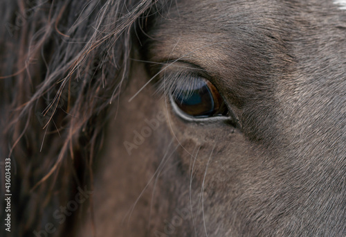 Smart, beautiful and at the same time sad horse eye with stunningly long eyelashes © Игорь Кляхин