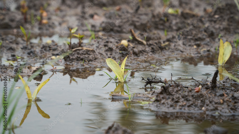 Closeup of a young plant of maize/corn standing in water due to heavy and prolonged rainfall which will cause crop damage for the farmer Closeup of a young plant of maize/corn standing in water due to heavy and prolonged rainfall which will cause crop damage for the farmer