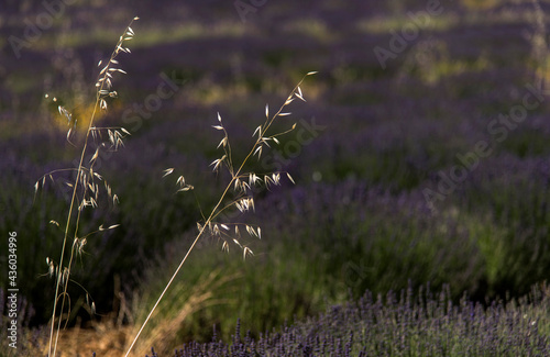 Herbes folles dans la lavande à Valensole, Alpes-de-Haute-Provence, France