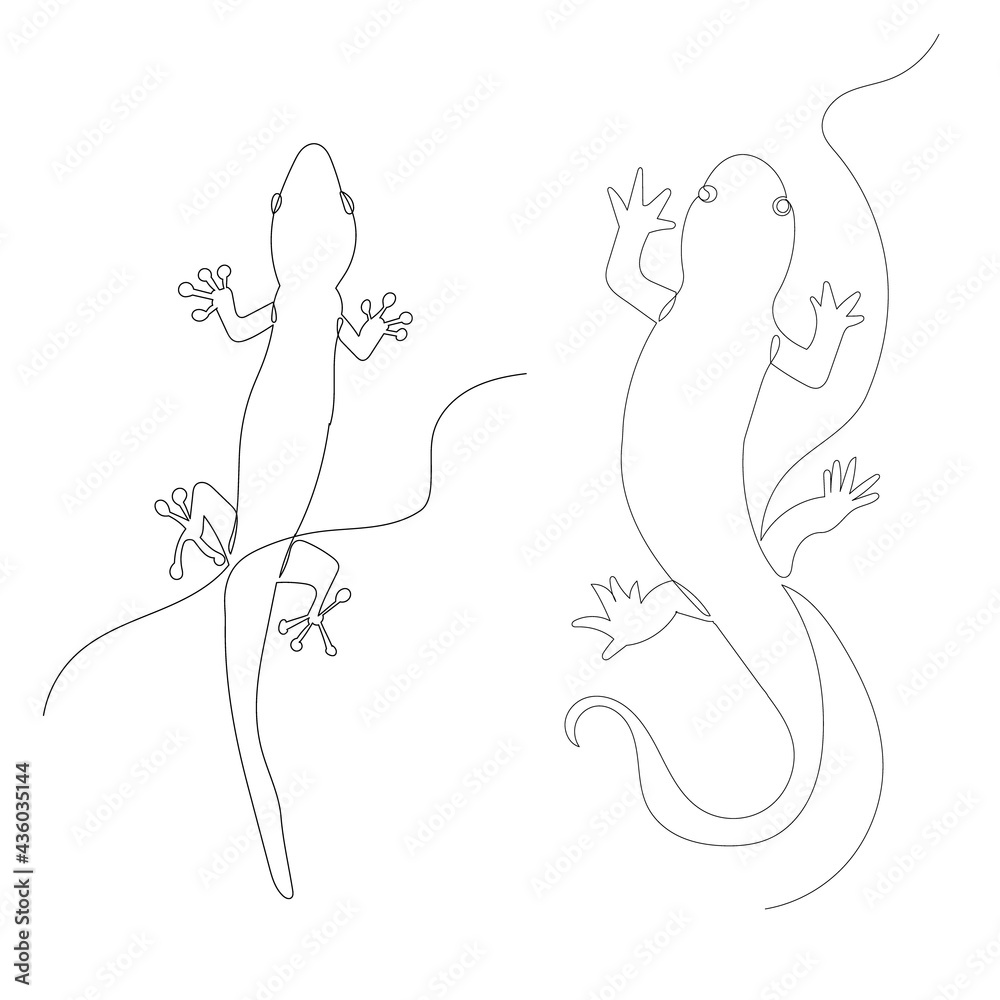 lizard continuous line drawing, sketch, isolated