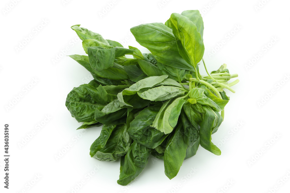 Fresh green basil isolated on white background Fresh green basil isolated on white background