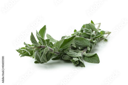 Fresh oregano herb isolated on white background