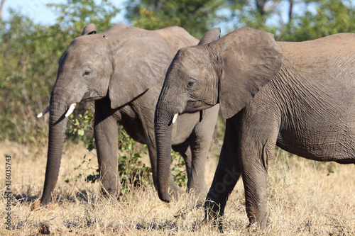 Afrikanischer Elefant / African elephant / Loxodonta africana...