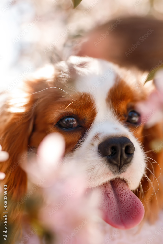 Cavalier King Charles Spaniel in blooming apple tree
Cavalier King Charles Spaniel in blooming apple tree
