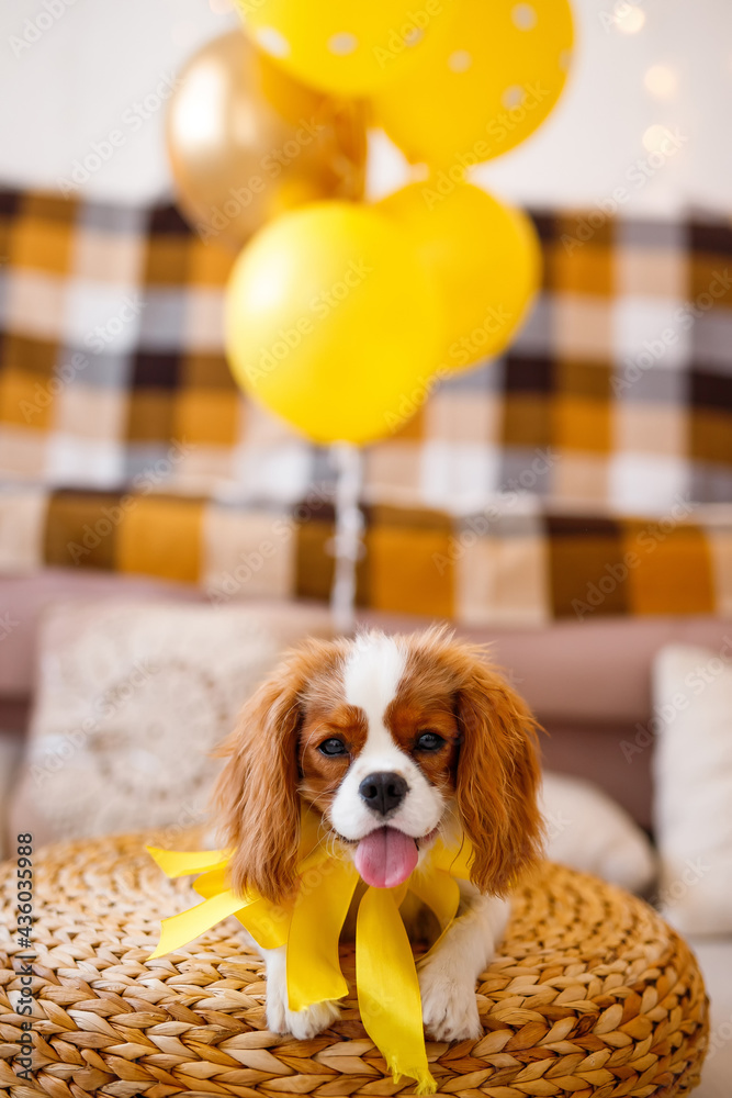 A beautiful dog sits in an armchair among the balls. The dog is celebrating a birthday.