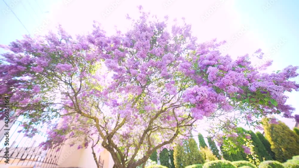 Flowering lilac tree. bloom of purple flowers on the branches in spring or summer on a sunny day. The sun shines through the leaves in the park or backyard in nature. Abstract background, slow motion