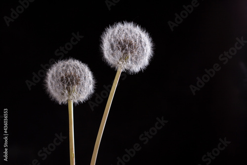 Close up of dandelion on black background