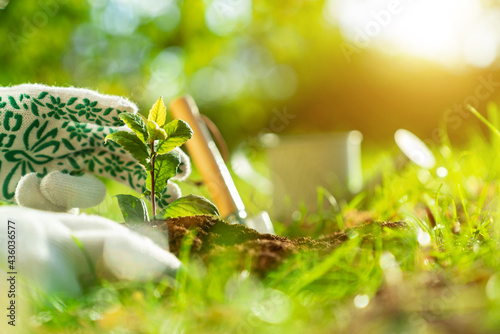 Green plant is growing in ground on natural forest background with sunlights. Earth Day and the global warming reduction campaign. Ecology and protection of environment, flora and fauna concept.