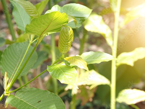 green leaves in the garden Mitragyna speciosa Plant in natural wild photo