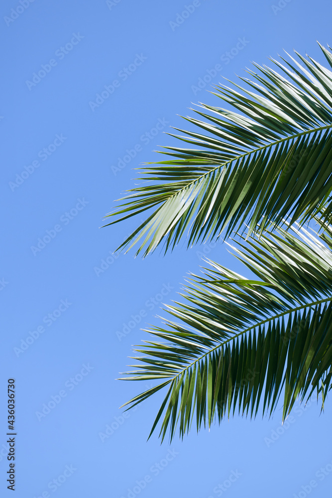 Background of nature green palm leaf on tropical beach with bokeh sun light against blue sky. Copy space of summer vacation and business travel concept.