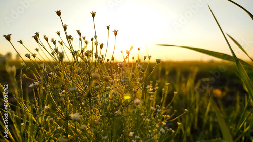 Androsace filiformis plant in grass at the sunset. 