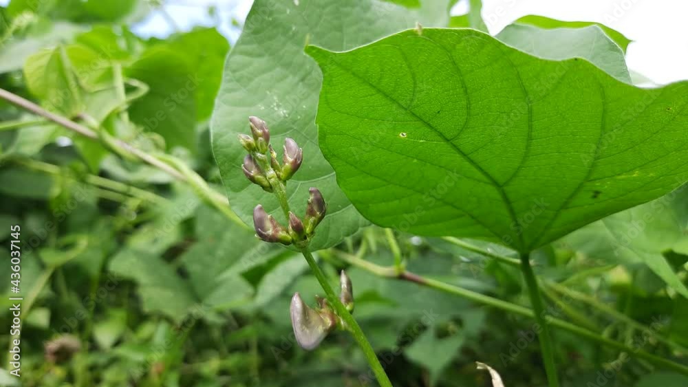 Lablab purpureus flowers. It is a species of bean in the family Fabaceae. Its other names include lablab, bonavist bean pea, dolichos bean, seim , lablab , Egyptian kidney , Indian bean. Lablab purpureus flowers. It is a species of bean in the family Fabaceae. Its other names include lablab, bonavist bean pea, dolichos bean, seim , lablab , Egyptian kidney , Indian bean.
