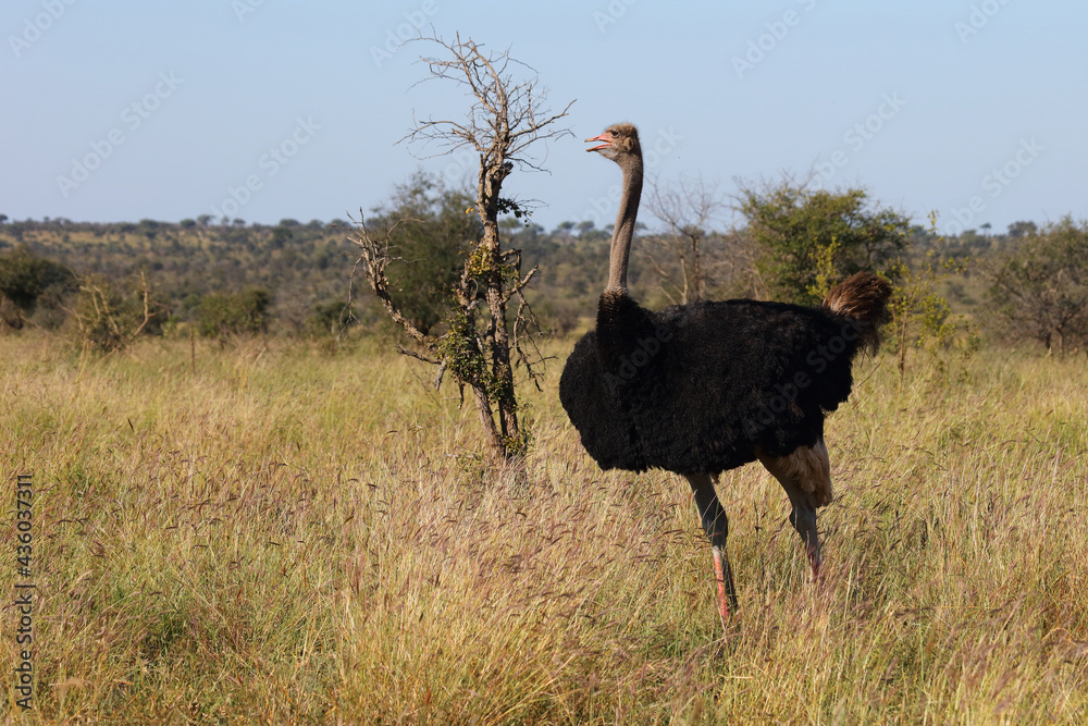 Naklejka premium Strauß / Ostrich / Struthio camelus