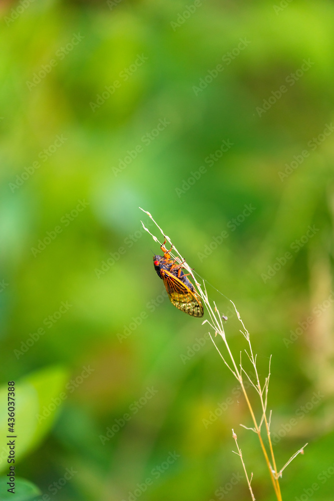 Brood-X Cicada on a piece of grass in the morning sun Brood-X Cicada on a piece of grass in the morning sun