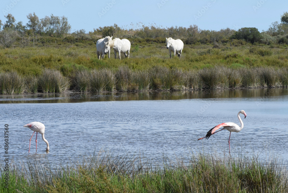 Camargue horses and flamingos (Chevaux camarguais et flamants). Camargue. France