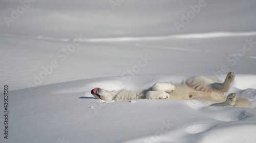 Arctic fox is playing in the snow.