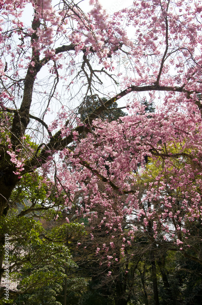 Scenery around Minoh Park in Osaka,Japan.
The cherry blossoms are in full bloom. Scenery around Minoh Park in Osaka,Japan.
The cherry blossoms are in full bloom.