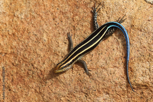 Afrikanischer Streifenskink oder Gestreifte Mabuye / African striped skink / Trachylepis striata uel Mabuya striata photo