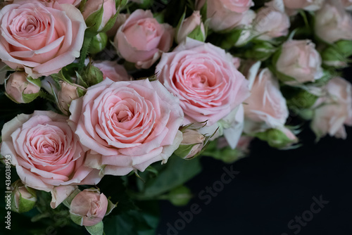 Bunch of fresh blooming pink roses on dark background