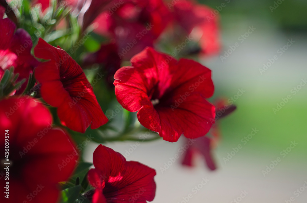 Colorful petunias close-up, selective focus Colorful petunias close-up, selective focus
