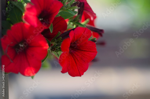 Colorful petunias close-up, selective focus