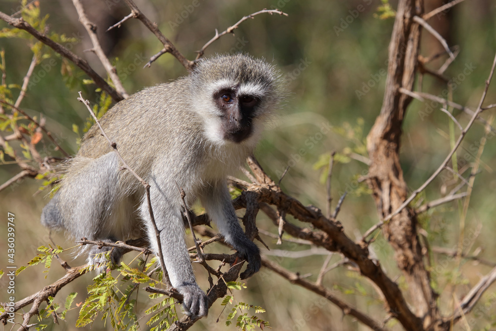 Obraz premium Grüne Meerkatze / Vervet monkey / Cercopithecus aethiops .