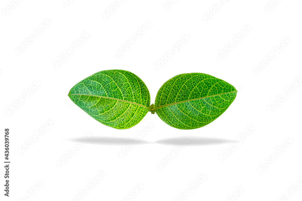 Green leaves on a white background Green leaves on a white background