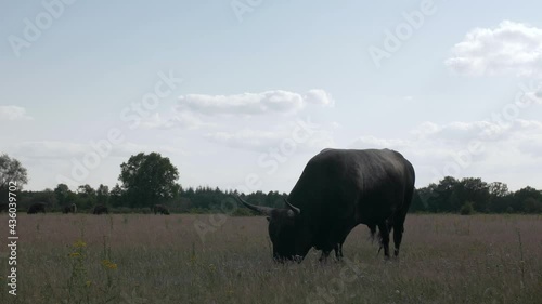 Medium shot of a wild grazing Tauros Bull at National Park Maashorst in The Netherlands photo