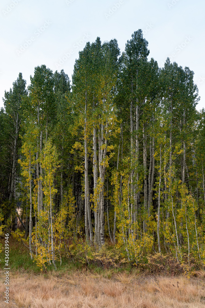 Obraz premium Beginning of Fall season in Hope Valley, California, featuring a mix of yellow and green leaves