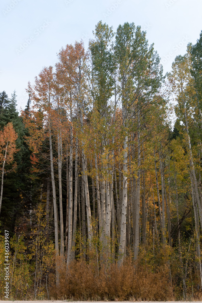 Cluster of Aspen trees in Hope Valley, featuring yellow leaves, and tall trunks. Autumn in California concept Cluster of Aspen trees in Hope Valley, featuring yellow leaves, and tall trunks. Autumn in California concept