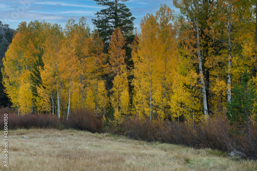 Pine and Aspen trees in Hope Valley in the Autumn, California, USA