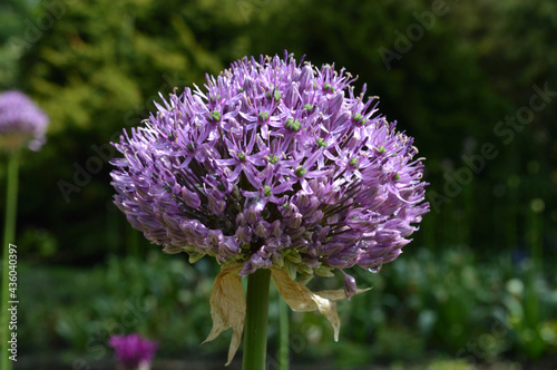 Zierzwiebel  Allium giganteum