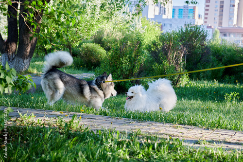white and gray dogs playing in the garden