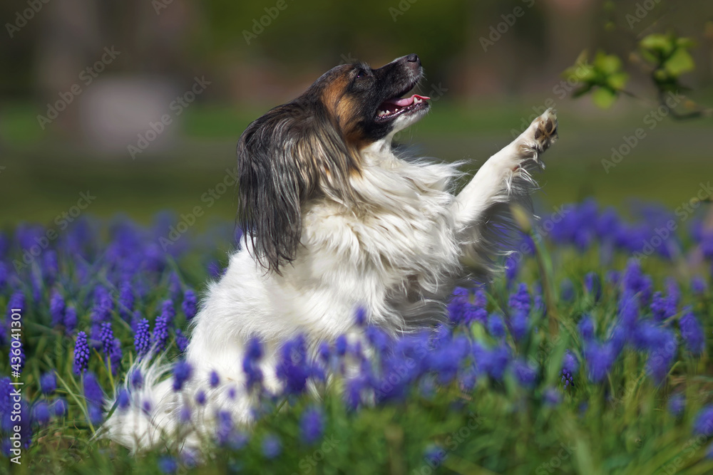 Adorable white and sable Continental Toy Spaniel (Papillon dog) posing outdoors sitting on a green grass with purple Muscari flowers lifting a paw in spring