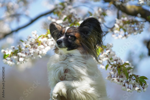 Cute white and sable Continental Toy Spaniel (Papillon dog) posing outdoors near a white blooming cherry tree in spring