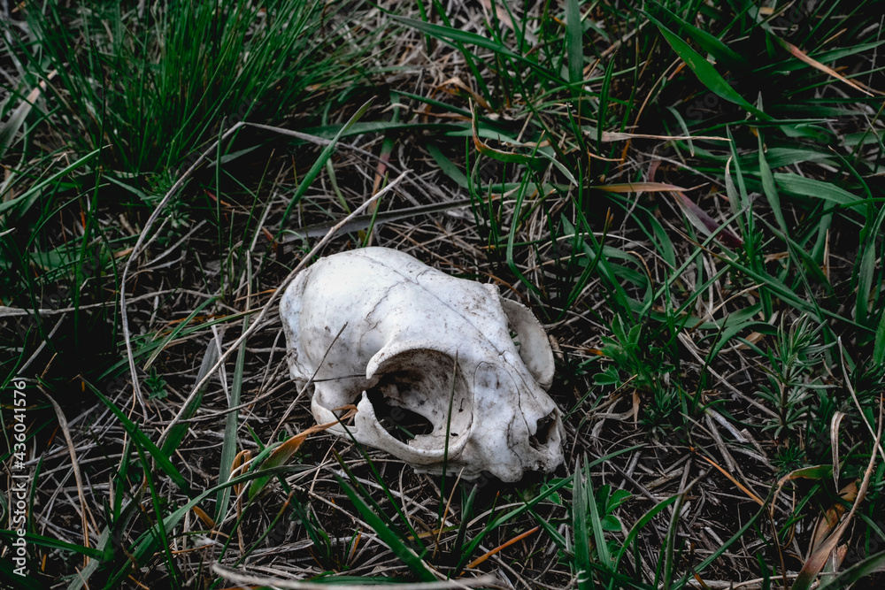 Obraz premium skull in the grass