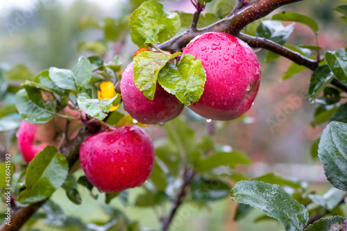 Red apples with raindrops in the garden on a tree. Wet