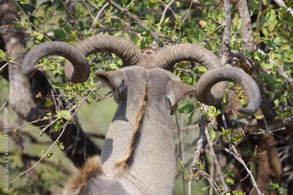 Großer Kudu / Greater kudu / Tragelaphus strepsiceros. Großer Kudu / Greater kudu / Tragelaphus strepsiceros.