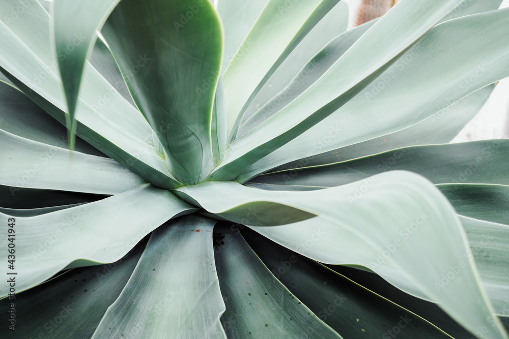 Αυτοκόλλητο close up of cactus