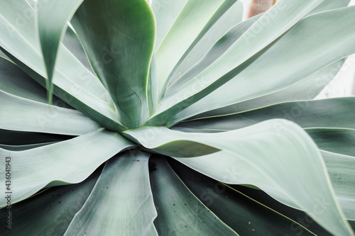 close up of cactus