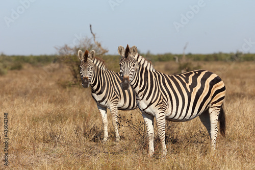 Steppenzebra   Burchell s zebra   Equus burchellii