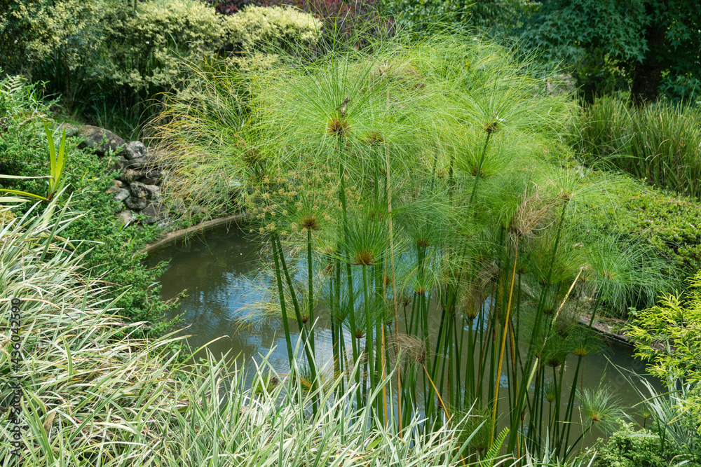 Papyrus branches in the Japanese garden with a small pond in the background. Papyrus branches in the Japanese garden with a small pond in the background.