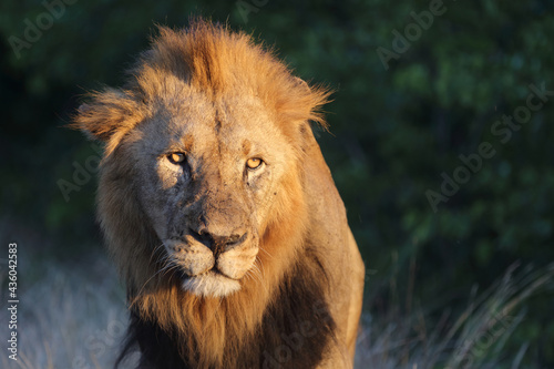 Afrikanischer L  we   African lion   Panthera leo.