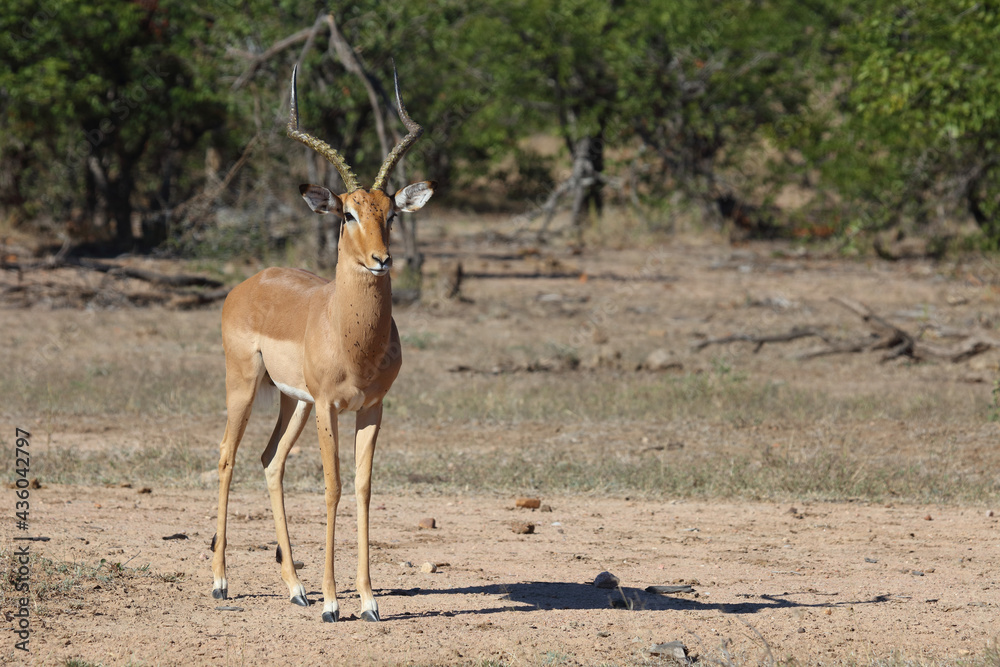 Fototapeta premium Schwarzfersenantilope / Impala / Aepyceros melampus