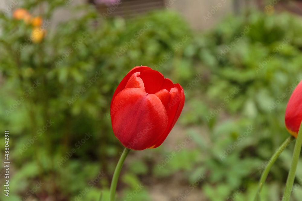 Close-up of a beautiful spring red tulip. Close-up of a beautiful spring red tulip.