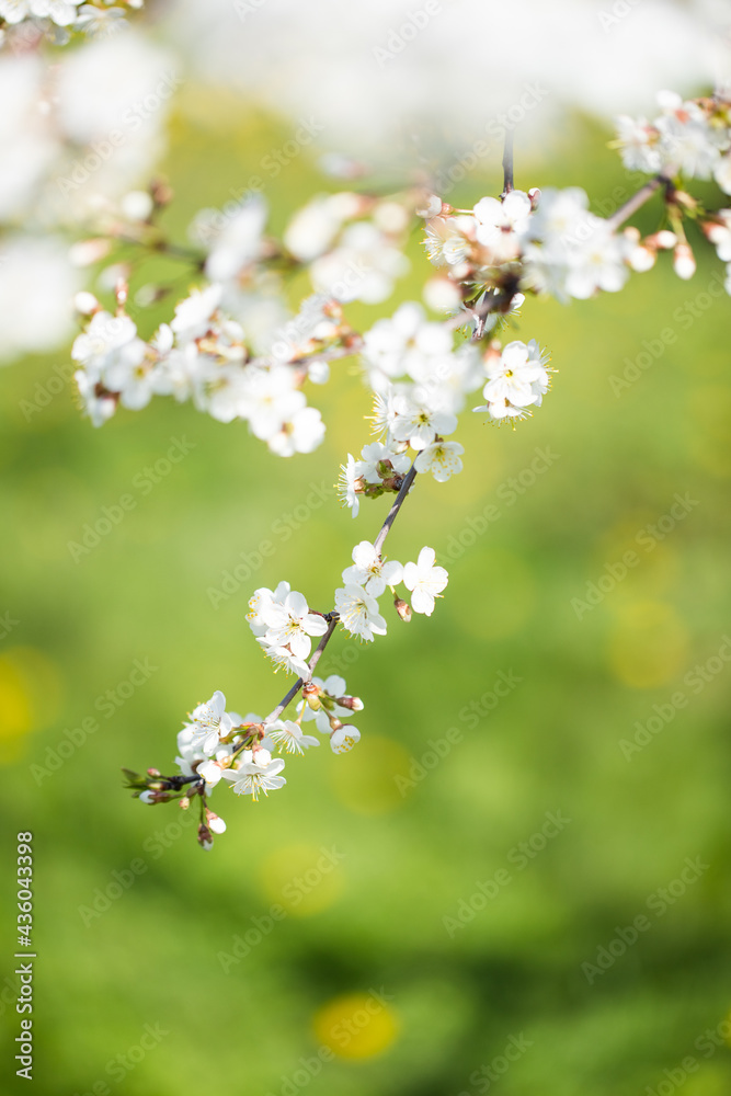 Branches With Flowers Cherry In Garden In Springtime Close Up.