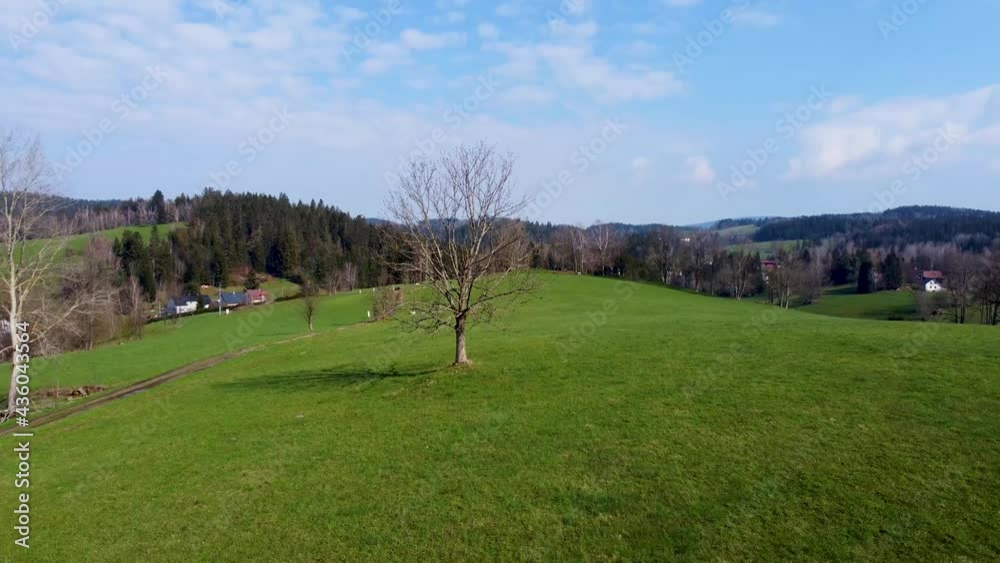 Beautiful tree in lush green agricultural land. Dolly from the tree. Aerial 4K footage from drone Beautiful tree in lush green agricultural land. Dolly from the tree. Aerial 4K footage from drone