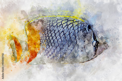 Watercolor illustration of tropic fish pearlscale butterflyfish (Chaetodon xanthurus) photo