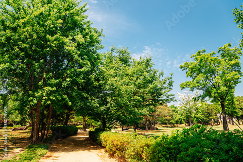 Green forest at Royal Tomb of King Suro in Gimhae  Korea